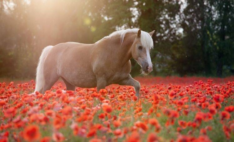 animals, Horse, Flowers, Field, Poppies HD Wallpaper Desktop Background