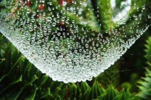 nature, Landscape, Trees, Spiderwebs, Water drops, Leaves, Depth of field, Dew