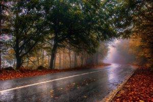 nature, Photography, Landscape, Wet, Fall, Road, Mist, Trees, Leaves, Asphalt, Forest, Greece