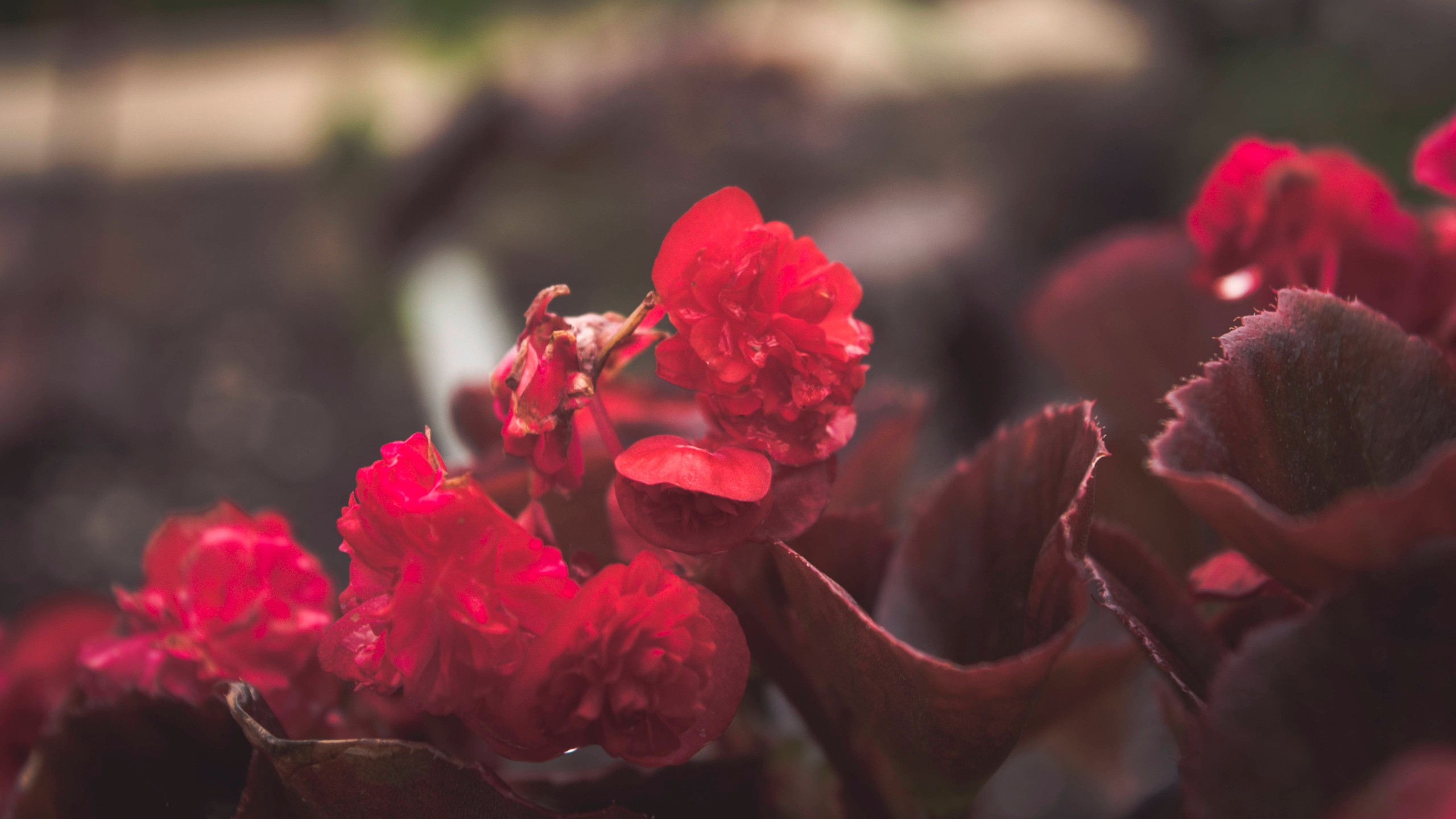 flowers, Red Wallpaper