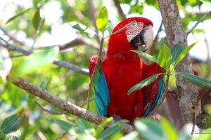 Big Bird, Birds, Panama, Isla Colon, Island, Bocas Town, Bocas del Toro, Trees, Parrot