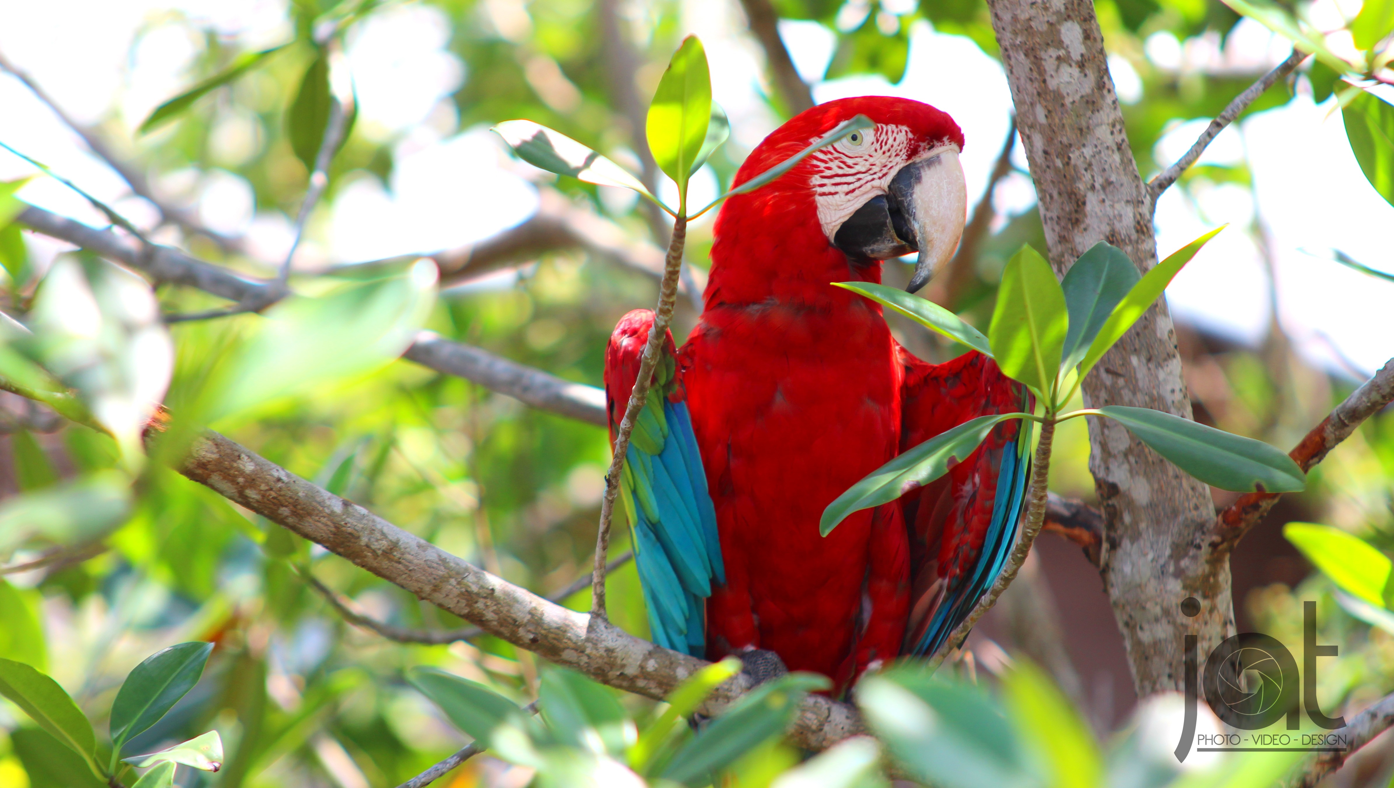 Big Bird, Birds, Panama, Isla Colon, Island, Bocas Town, Bocas del Toro, Trees, Parrot Wallpaper