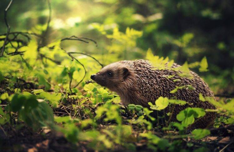 hedgehog, Animals HD Wallpaper Desktop Background