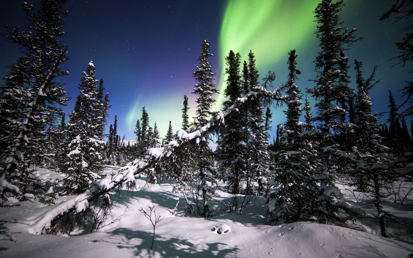 artwork,   landscape, National park, Alaska, Winter, Trees Wallpaper