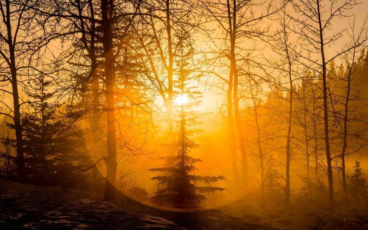 photography, Nature, Landscape, Forest, Sunset, Mist, Amber, Halo, Winter, Snow, Canada HD Wallpaper Desktop Background