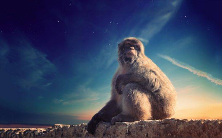 monkey, Sky, Animals HD Wallpaper Desktop Background