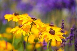lavender, Yellow flowers, Flowers