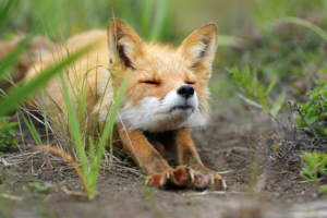 fox, Animals, Nature, Stretching