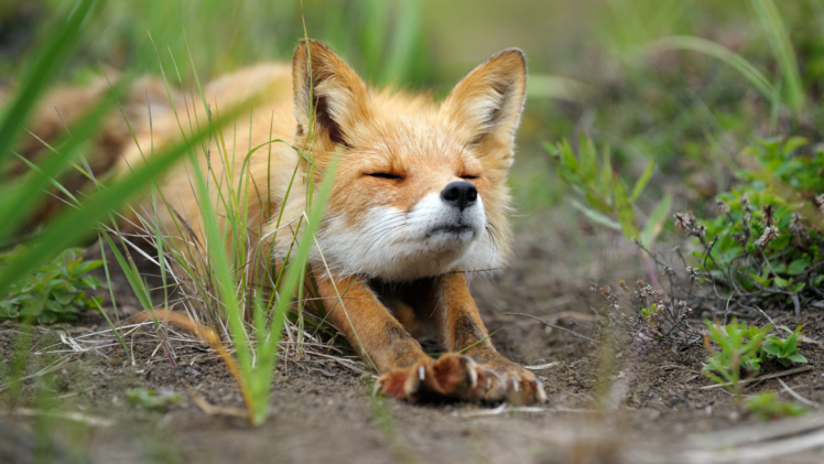 fox, Animals, Nature, Stretching HD Wallpaper Desktop Background