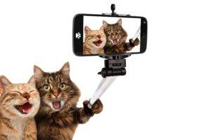 laughing, Animals, Cat, Pet, Selfies, Smartphone, Selfie stick, Humor, White background, Photo manipulation, Photoshopped