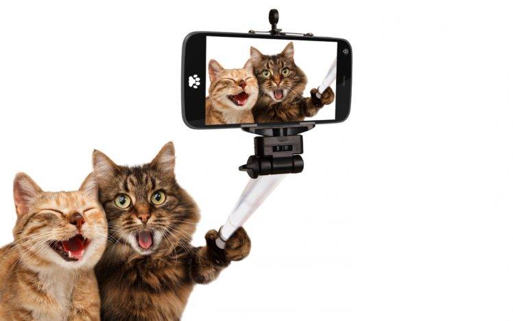 laughing, Animals, Cat, Pet, Selfies, Smartphone, Selfie stick, Humor, White background, Photo manipulation, Photoshopped HD Wallpaper Desktop Background