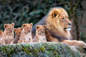 animals, Mammals, Lion, Cubs, Baby animals