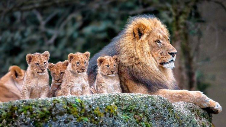 animals, Mammals, Lion, Cubs, Baby animals HD Wallpaper Desktop Background