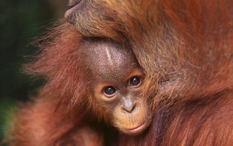 animals, Mammals, Orangutans HD Wallpaper Desktop Background