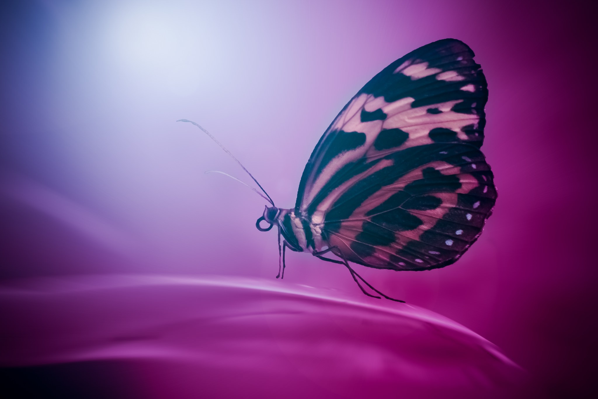 insect, Lepidoptera, Animals, Macro Wallpaper