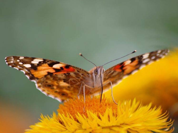 insect, Lepidoptera, Animals, Macro HD Wallpaper Desktop Background