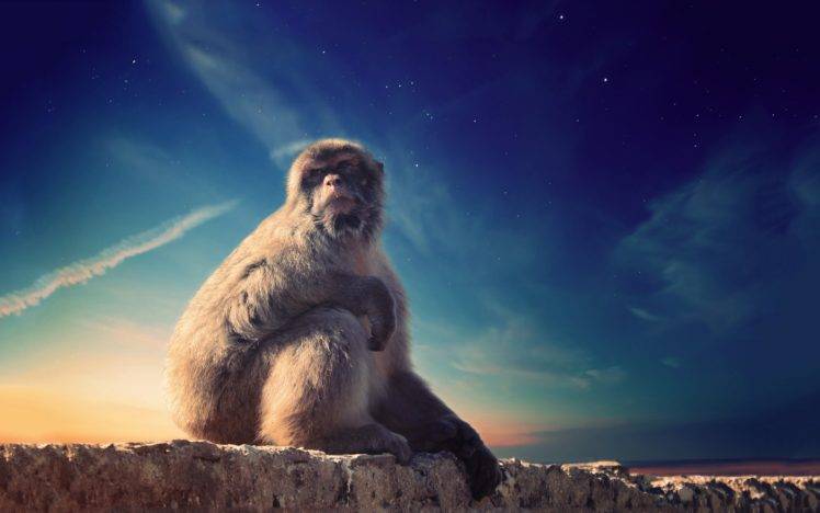 animals, Mammals, Monkey HD Wallpaper Desktop Background