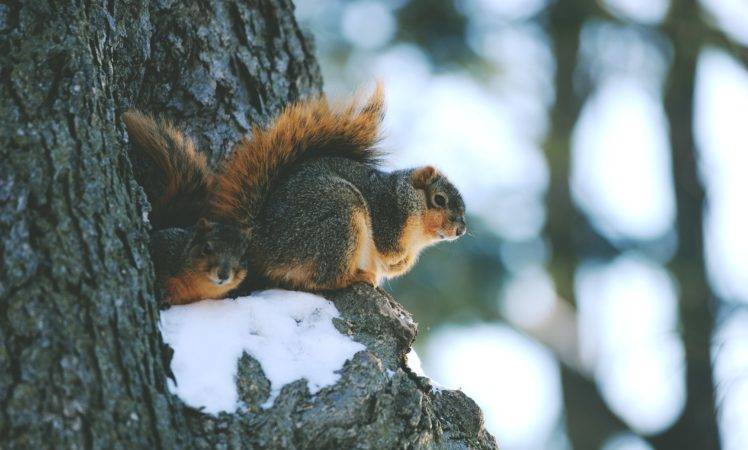 animals, Mammals, Squirrel HD Wallpaper Desktop Background