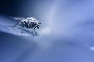 animals, Insect, Fly, Diptera, Macro, Blue