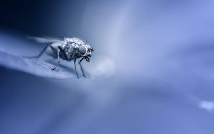 animals, Insect, Fly, Diptera, Macro, Blue HD Wallpaper Desktop Background