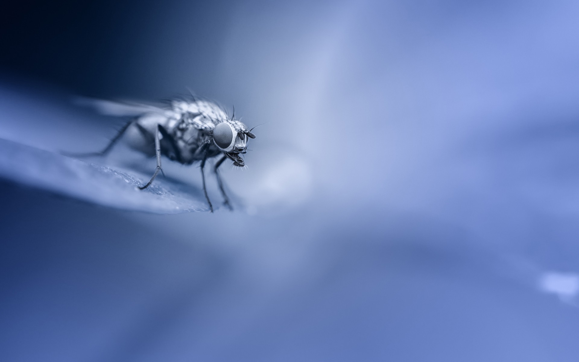 animals, Insect, Fly, Diptera, Macro, Blue Wallpaper