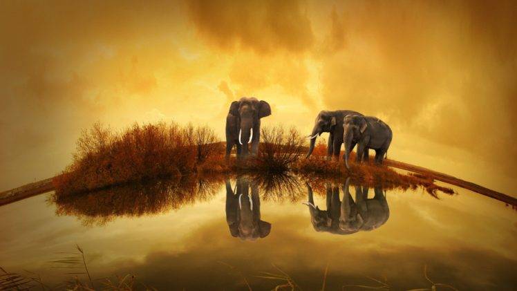 animals, Landscape, Mammals HD Wallpaper Desktop Background