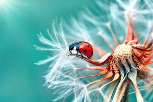 animals, Insect, Beetles, Macro, Dandelion