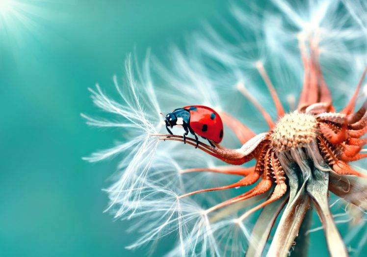 animals, Insect, Beetles, Macro, Dandelion HD Wallpaper Desktop Background