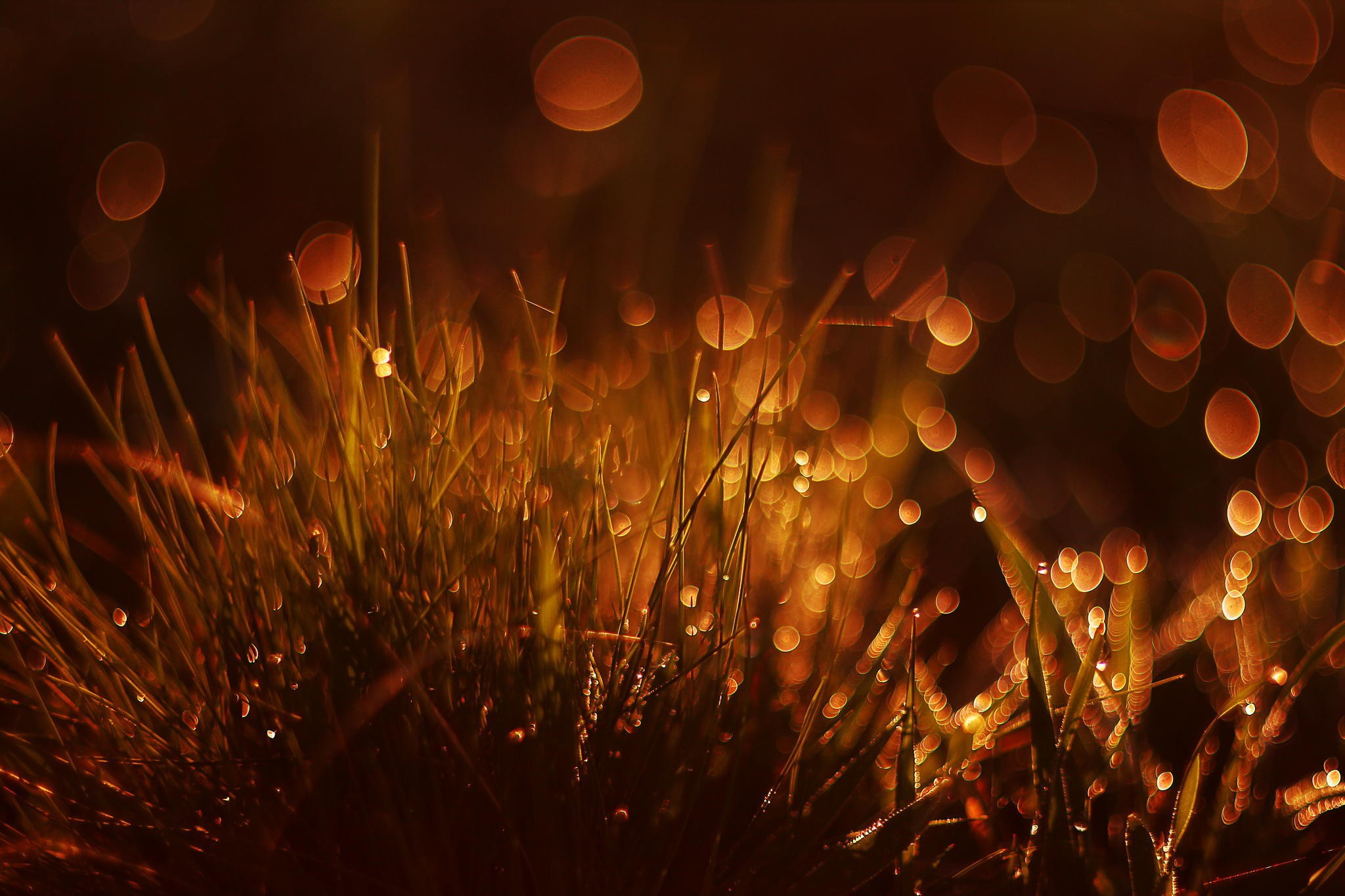 lights, Plants Wallpaper
