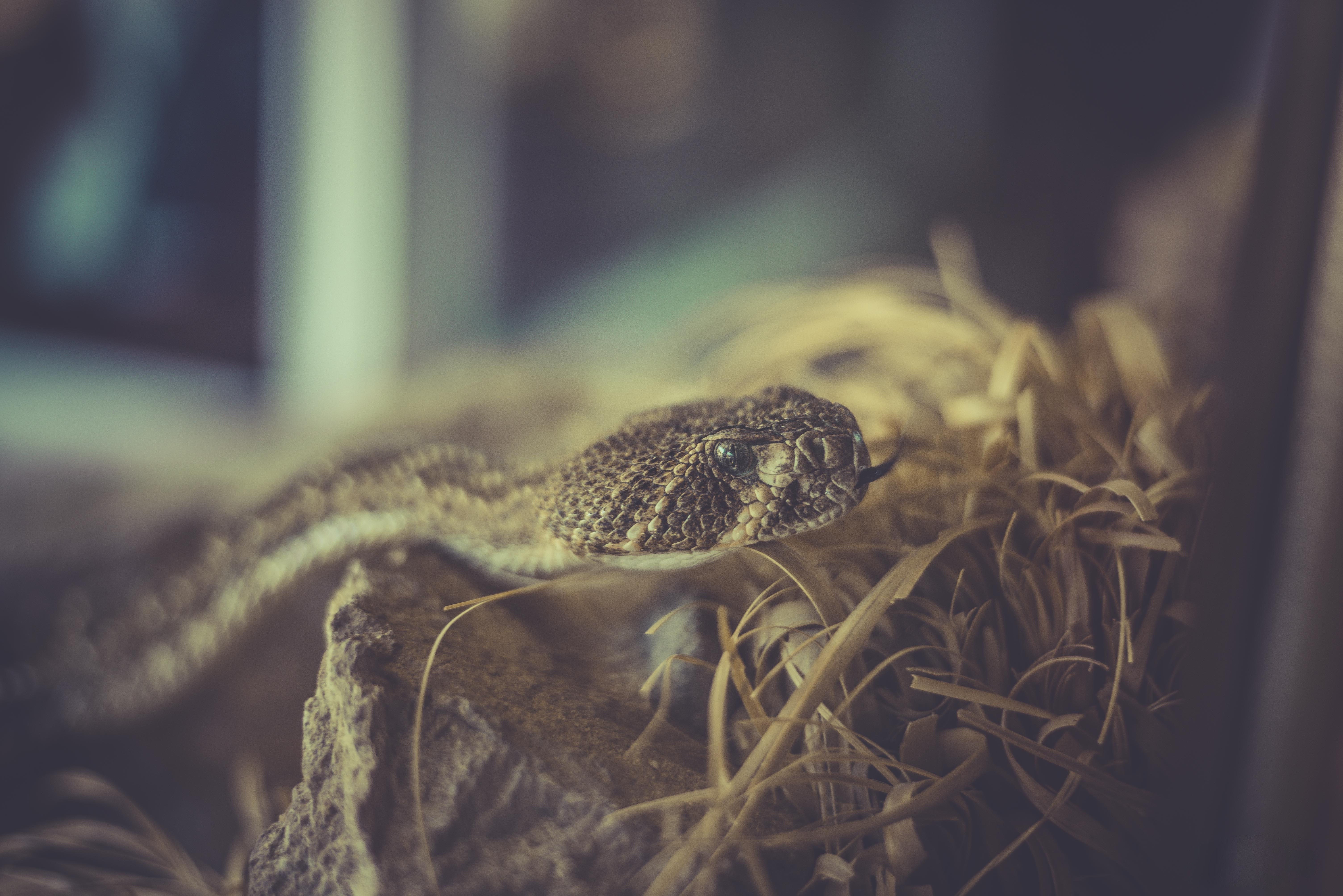 snake, Reptiles, Animals, Camouflage Wallpaper