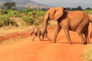 animals, Africa, Elephant, Baby animals
