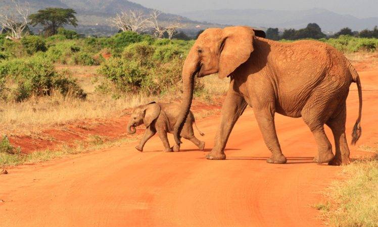 animals, Africa, Elephant, Baby animals HD Wallpaper Desktop Background