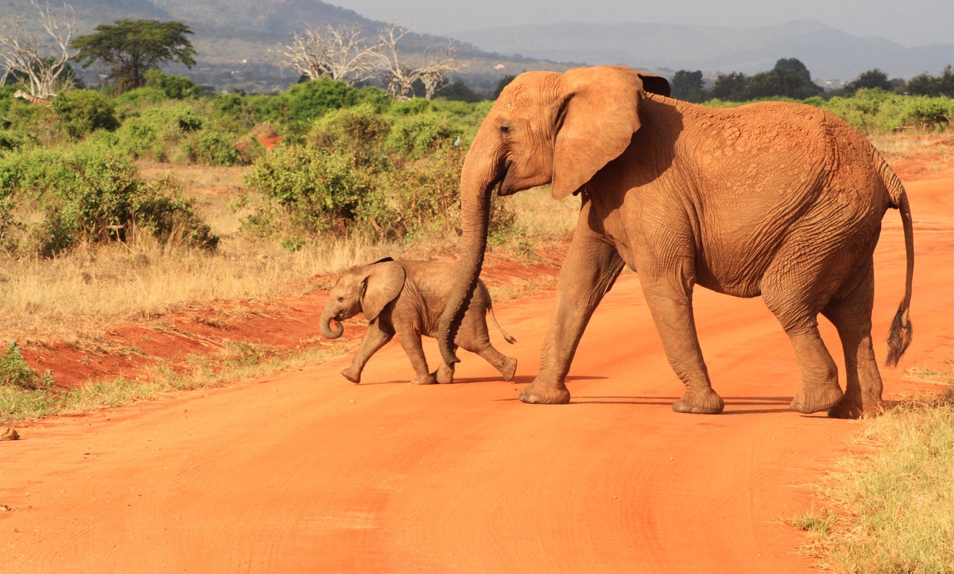 animals, Africa, Elephant, Baby animals Wallpaper