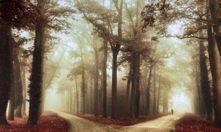 photography, Nature, Landscape, Morning, Natural light, Trees, Fall, Road, Mist HD Wallpaper Desktop Background