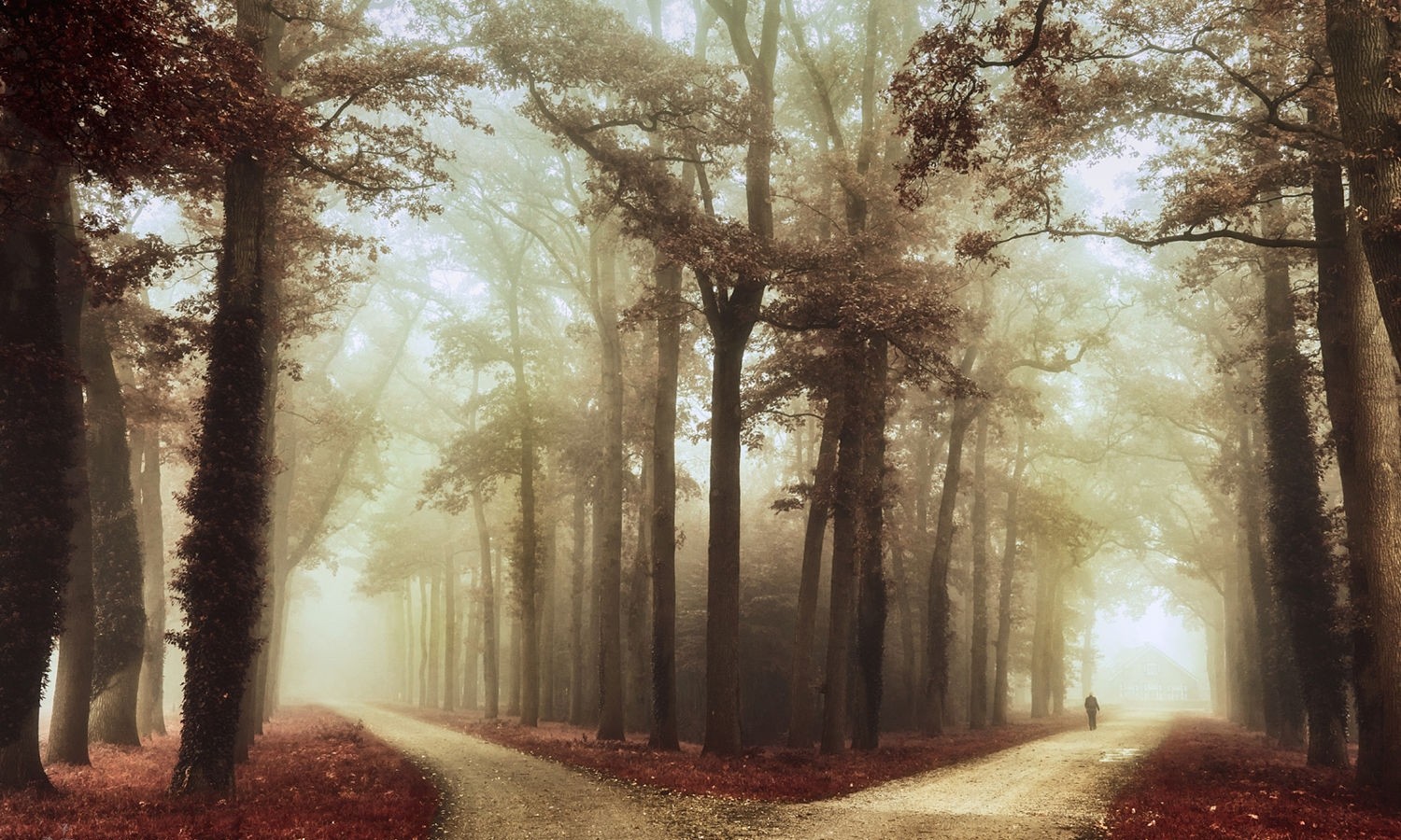 photography, Nature, Landscape, Morning, Natural light, Trees, Fall, Road, Mist Wallpaper