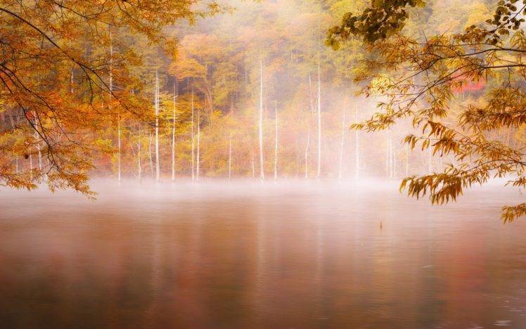 photography, Landscape, Nature, Fall, Forest, Mist, Lake, Trees HD Wallpaper Desktop Background