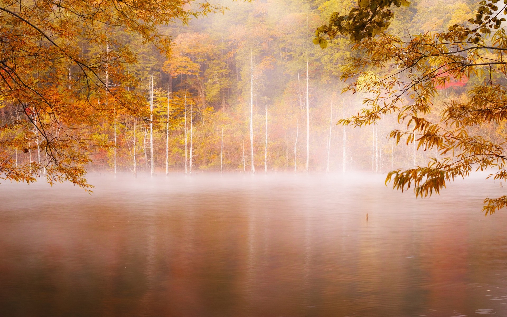 photography, Landscape, Nature, Fall, Forest, Mist, Lake, Trees Wallpaper
