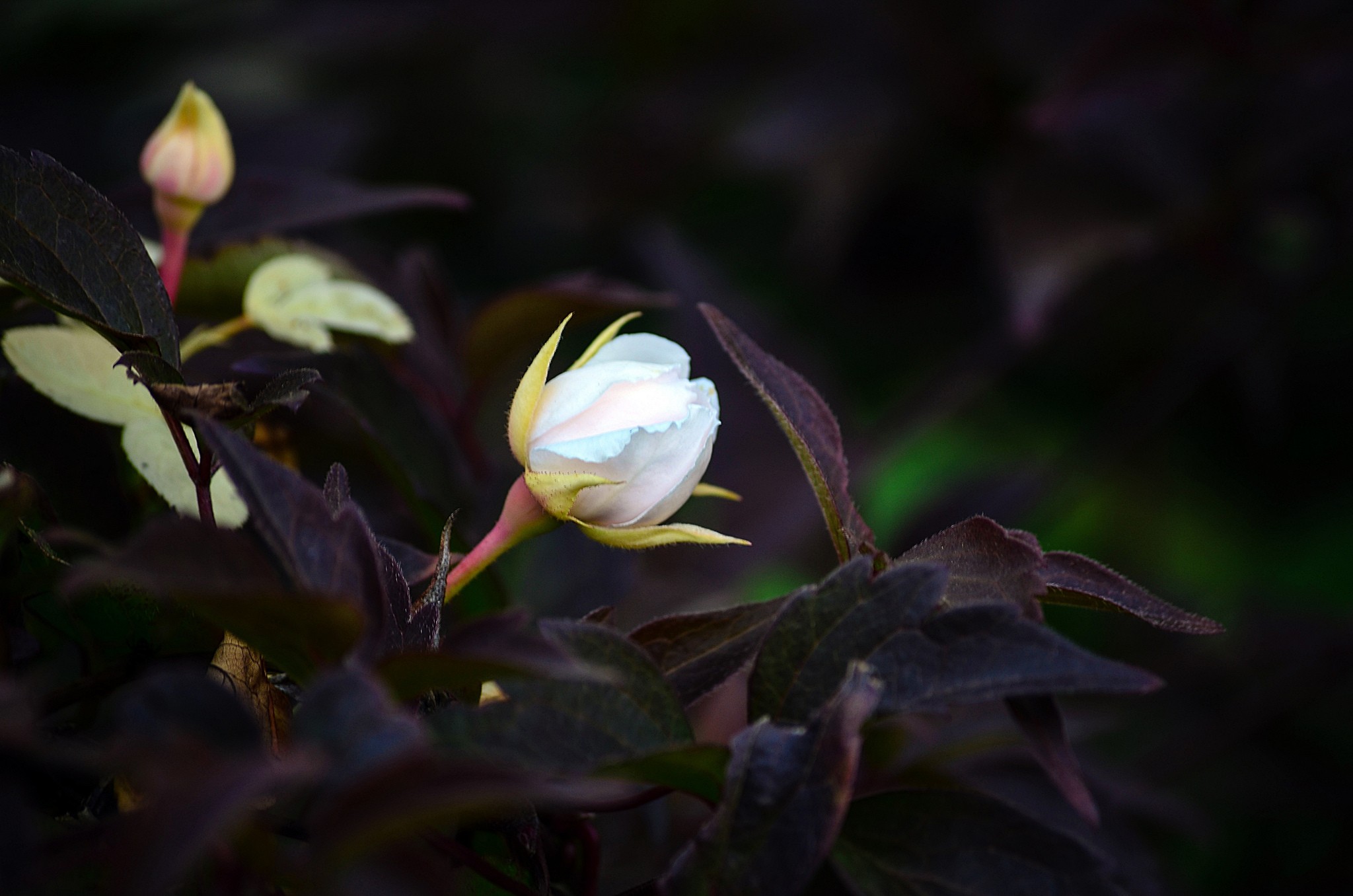 flowers, Plants, Macro Wallpaper