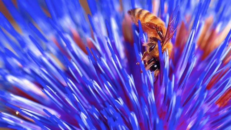 flowers, Plants, Macro, Hymenoptera, Bees HD Wallpaper Desktop Background