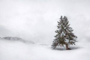 plants, Trees, Snow