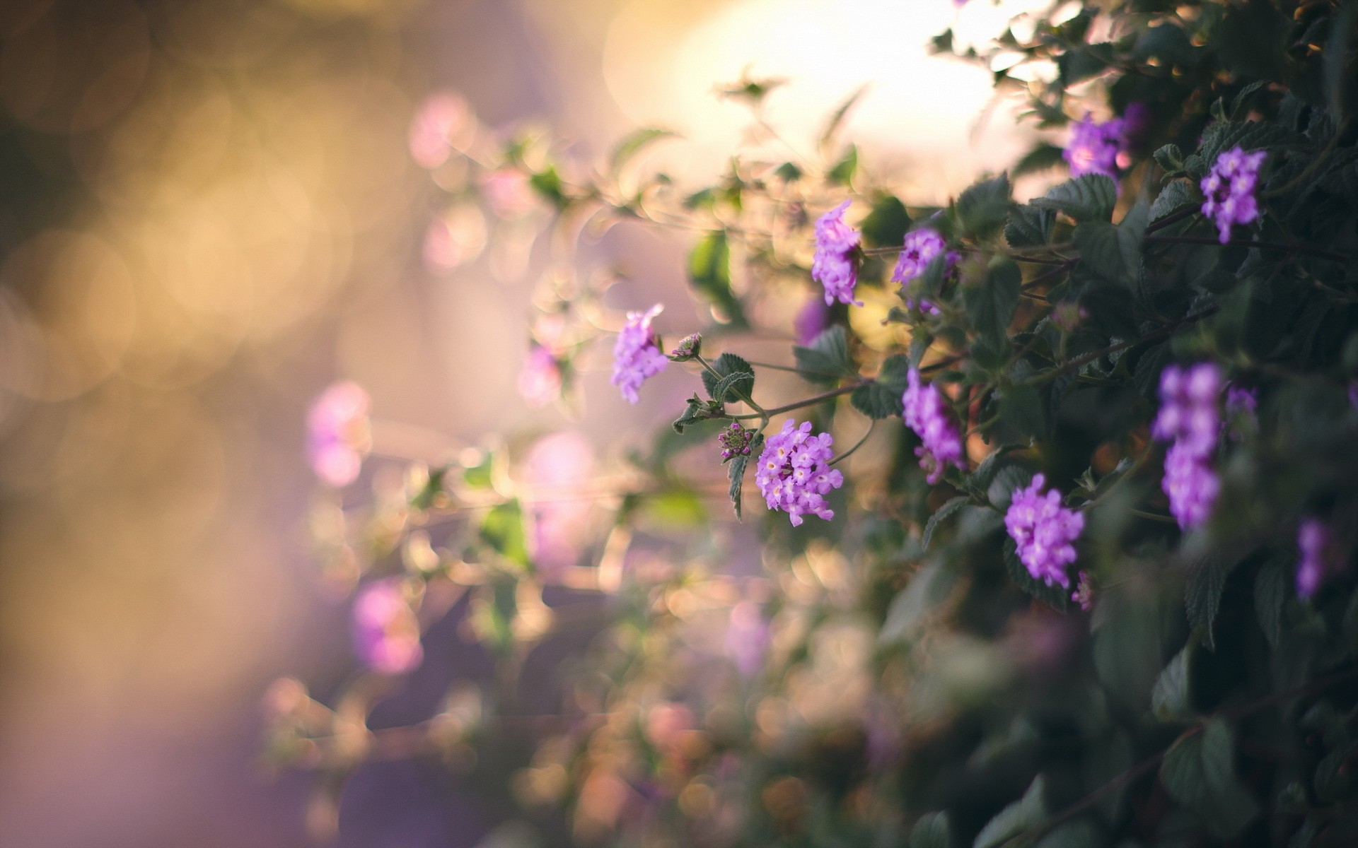 Фиолетовые цветы размытый фон бесплатно