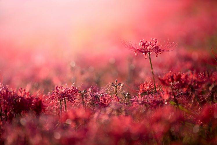 plants, Flowers, Red flowers, Bokeh, Depth of field HD Wallpaper Desktop Background