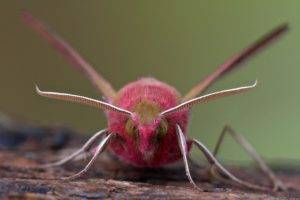 animals, Moth, Insect, Lepidoptera, Macro