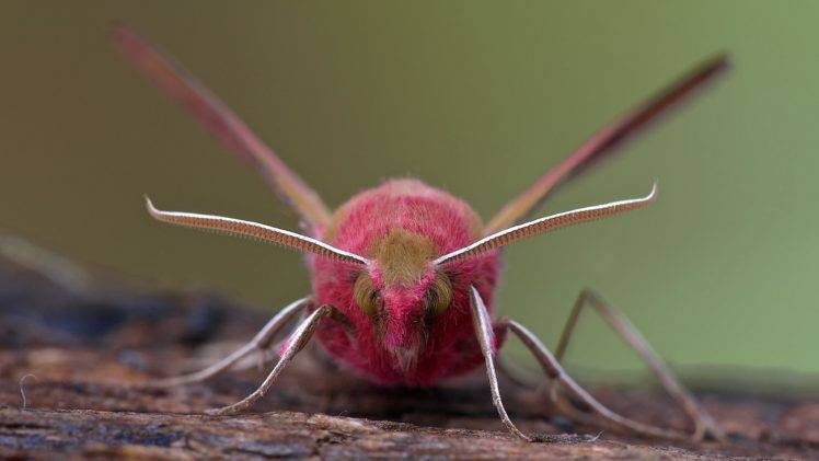 animals, Moth, Insect, Lepidoptera, Macro HD Wallpaper Desktop Background
