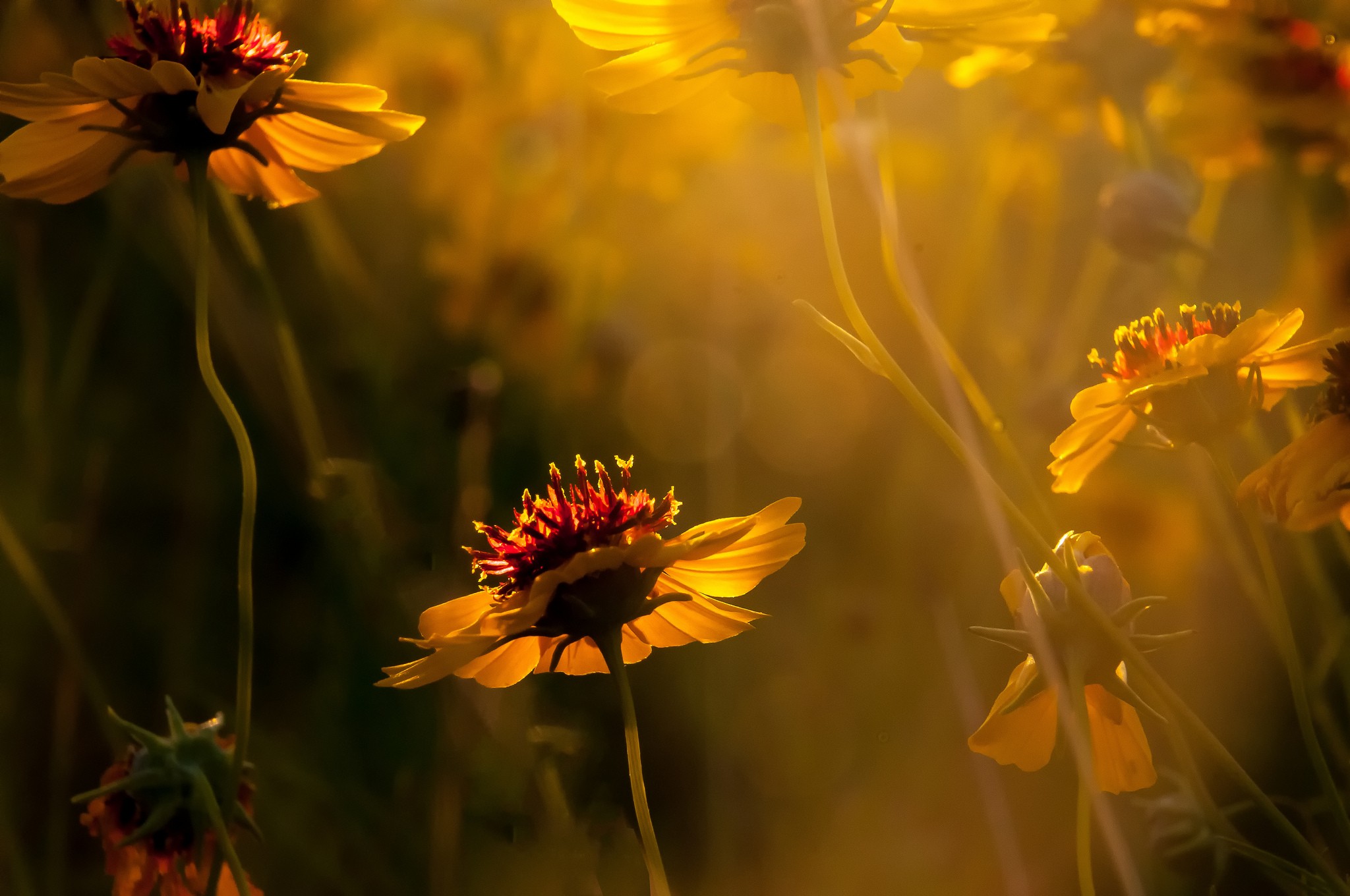 plants, Flowers, Macro Wallpaper