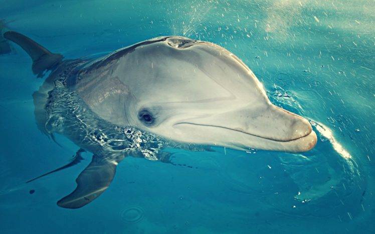 animals, Mammals, Dolphin HD Wallpaper Desktop Background