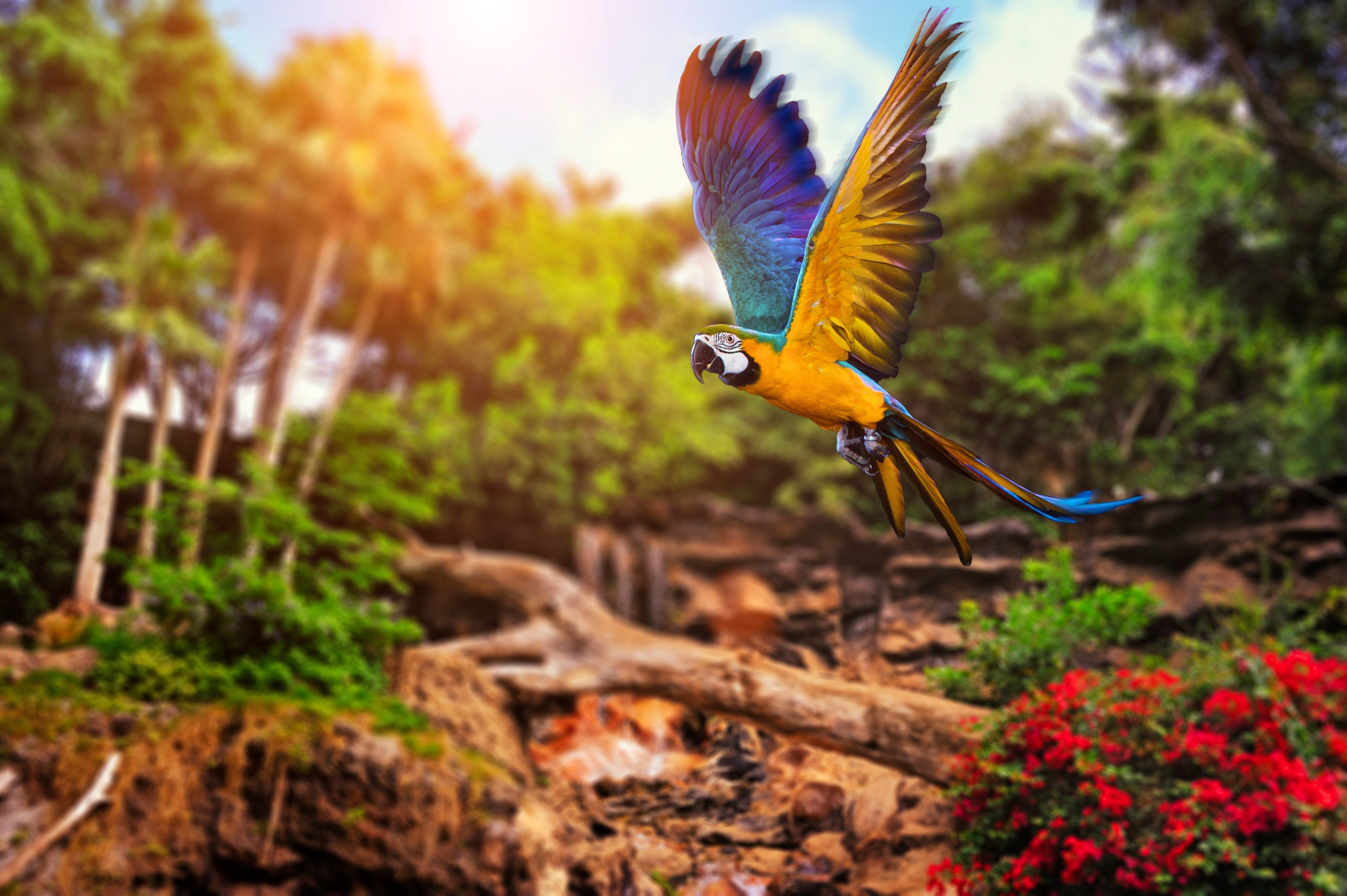 Get Beautiful Birds Pictures Wallpapers For Mobile Pictures - All ...