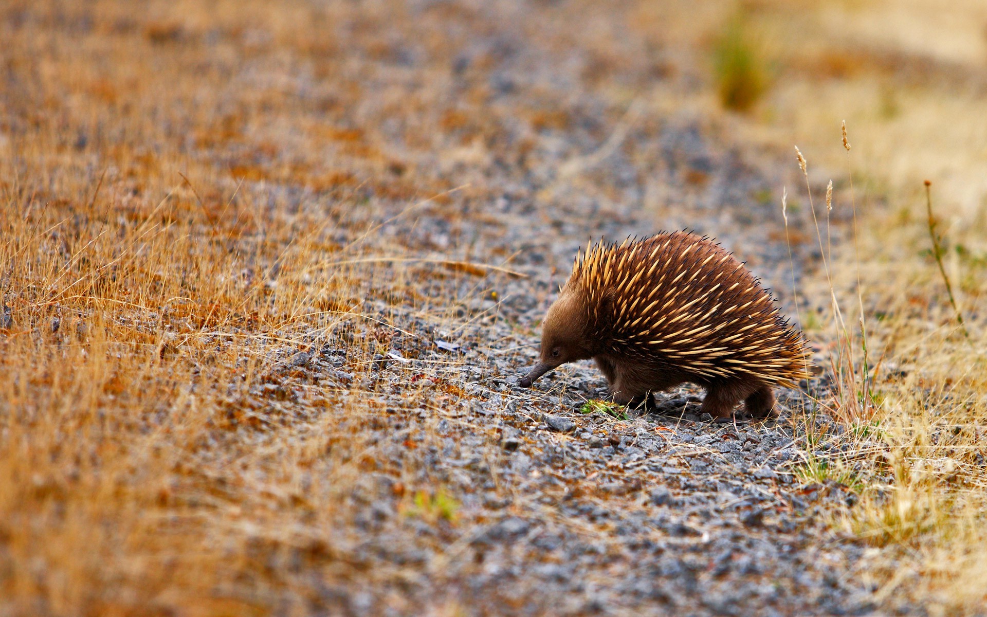 animals, Mammals Wallpaper