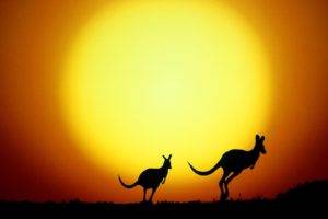 Australia, Nature, Animals, Kangaroos, Sunset, Silhouette