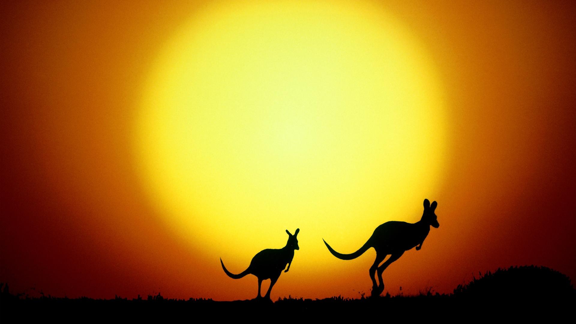 Australia, Nature, Animals, Kangaroos, Sunset, Silhouette Wallpaper